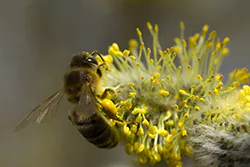 Pszczoła miodna (Apis mellifera)