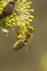 Pszczoła miodna (Apis mellifera)