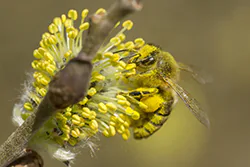Pszczoła miodna (Apis mellifera)