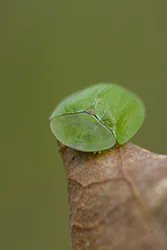 Green Tortoise Beetle (Cassida viridis)