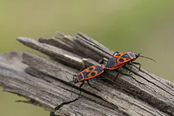 Kowal bezskrzydły (Pyrrhocoris apterus)