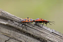 Kowal bezskrzydły (Pyrrhocoris apterus)