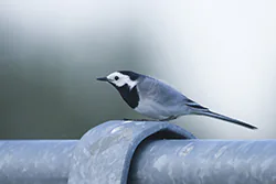 Pliszka siwa (Motacilla alba)