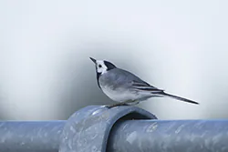 Pliszka siwa (Motacilla alba)