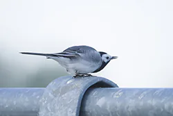 Pliszka siwa (Motacilla alba)