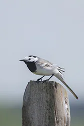 Pliszka siwa (Motacilla alba)