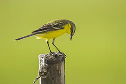 Pliszka żółta (Motacilla flava)