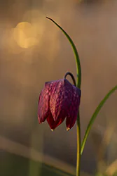 Szachownica kostkowata (Fritillaria meleagris)
