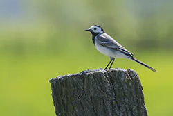 Pliszka siwa (Motacilla alba)