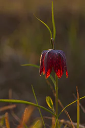 Szachownica kostkowata (Fritillaria meleagris)