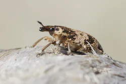 Bothynoderes affinis (Bothynoderes affinis)