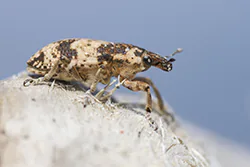Bothynoderes affinis (Bothynoderes affinis)