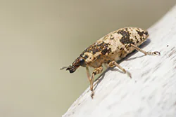 Bothynoderes affinis (Bothynoderes affinis)