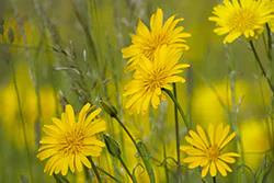 Kozibród łąkowy (Tragopogon pratensis)