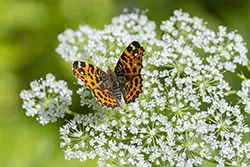 Rusałka kratkowiec (Araschnia levana)