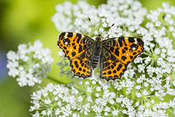 Rusałka kratkowiec (Araschnia levana)
