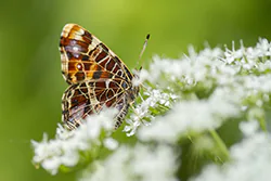 Rusałka kratkowiec (Araschnia levana)