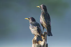 Szpak (Sturnus vulgaris)