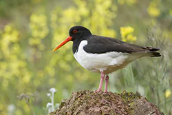 Ostrygojad (Haematopus ostralegus)