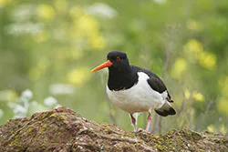 Ostrygojad (Haematopus ostralegus)