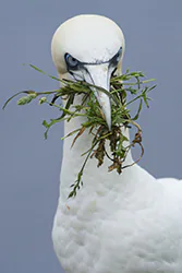 Głuptak (Morus bassanus)