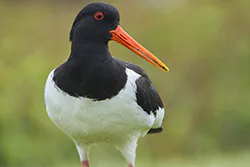 Ostrygojad (Haematopus ostralegus)