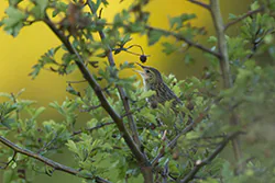 Świerszczak (Locustella naevia)