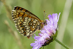 Heath Fritillary (Melitaea athalia)