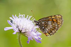 Heath Fritillary (Melitaea athalia)