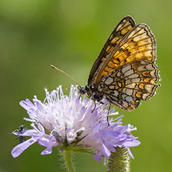 Heath Fritillary (Melitaea athalia)