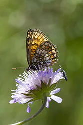 Heath Fritillary (Melitaea athalia)