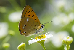 Czerwończyk dukacik (Lycaena virgaureae)