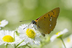 Czerwończyk dukacik (Lycaena virgaureae)