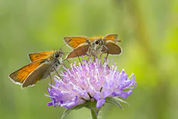 Karłątek leśny (Thymelicus sylvestris)