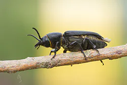  (Spondylis buprestoides)