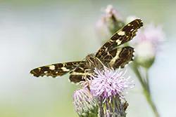 Rusałka kratkowiec (Araschnia levana)