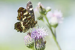 Rusałka kratkowiec (Araschnia levana)