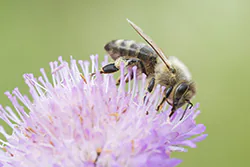 Pszczoła miodna (Apis mellifera)