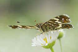 Rusałka kratkowiec (Araschnia levana)