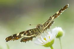 Rusałka kratkowiec (Araschnia levana)