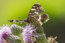 Rusałka kratkowiec (Araschnia levana)