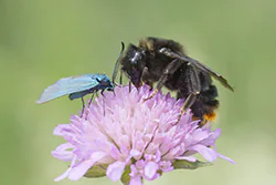 Bumblebee (Bombus sp)