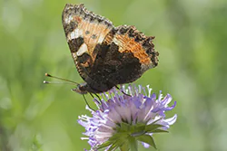 Rusałka pokrzywnik (Aglais urticae)