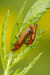 Common Red Soldier Beetle (Rhagonycha fulva)