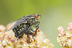 Common Flesh Fly (Sarcophaga carnaria)