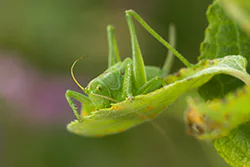 Pasikonik zielony (Tettigonia viridissima)