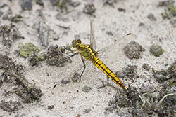 Black-tailed Skimmer (Orthetrum cancellatum)