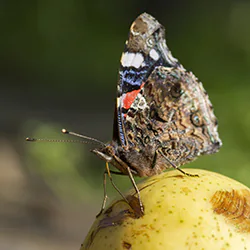 Rusałka admirał (Vanessa atalanta)