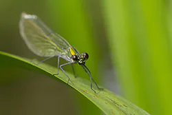 Świtezianka błyszcząca (Calopteryx splendens)
