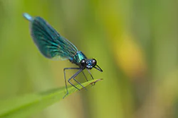 Świtezianka błyszcząca (Calopteryx splendens)